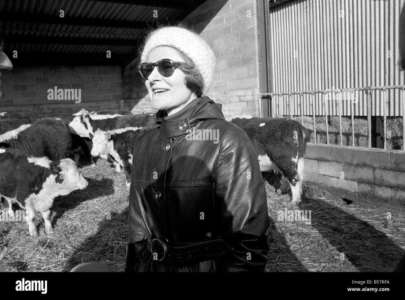 Signore Avon, ex Primo Ministro britannico Anthony Eden, alla vendita di capi di bestiame di Manor Farm vicino a Salisbury, Wiltshire. Asta del suo famoso Alvediston mandria di pedigree Hereford bestiame. ;Gennaio 1975 ;75-00455 Foto Stock