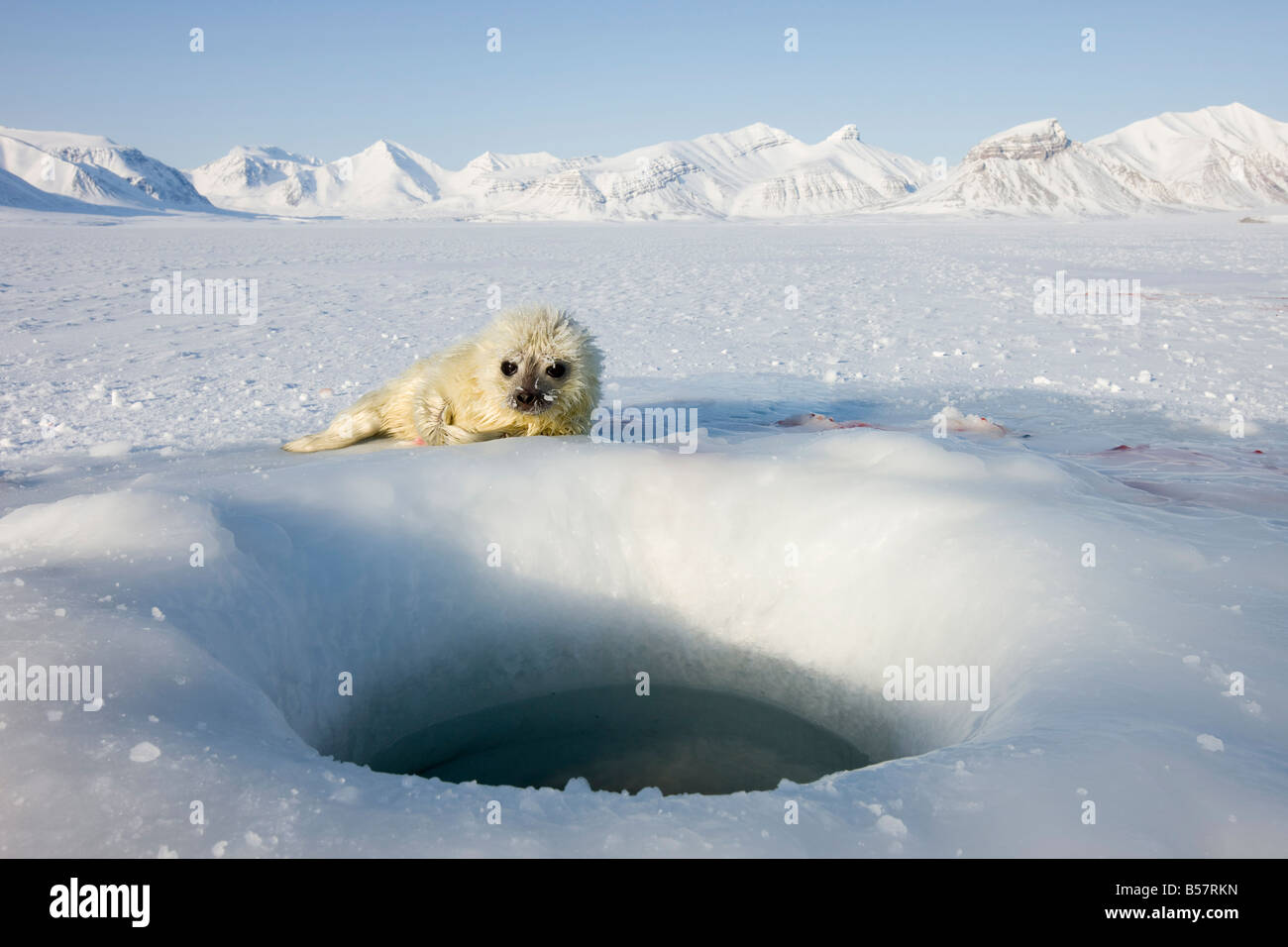 Guarnizione inanellato (Phoca hispida) pup, Billefjord, Svalbard Spitzbergen, artiche, Norvegia, Scandinavia, Europa Foto Stock