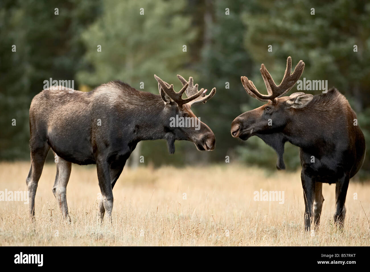 Due bull moose (Alces alces) affacciata su off prima di giocare a combattimenti, dalla foresta nazionale di Roosevelt, Colorado, Stati Uniti d'America Foto Stock