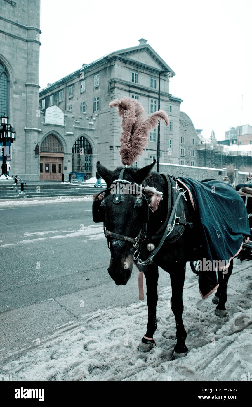 Cavallo in attesa per una tariffa in Old Montreal in inverno Foto Stock