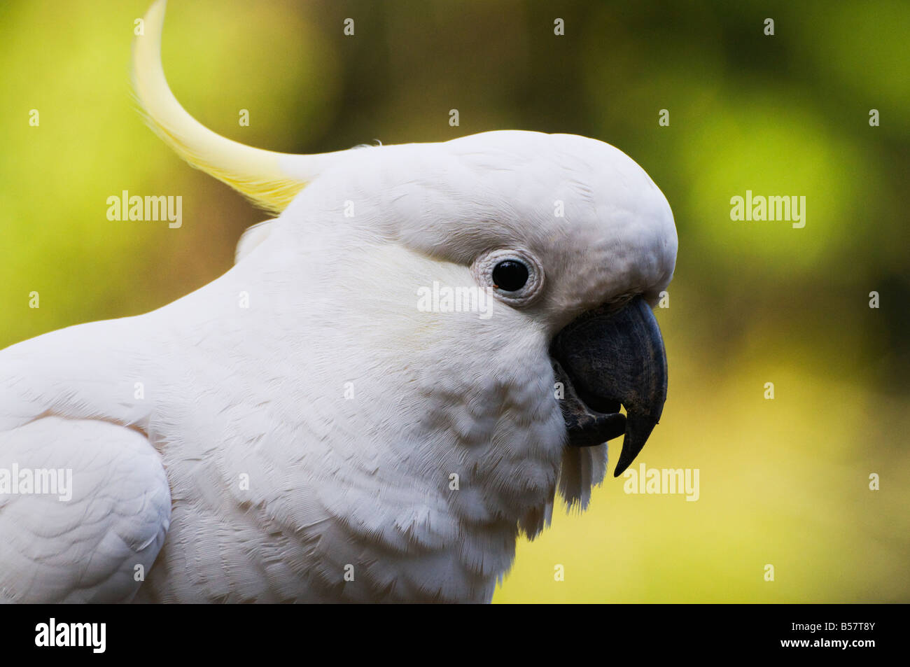 Zolfo-crested cockatoo, Dandenong Ranges, Victoria, Australia Pacific Foto Stock