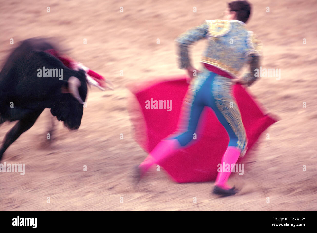 Giovani tori (novillos) nella piazza principale del borgo utilizzato come la Plaza de Toros, Chinchon, Comunidad de Madrid, Spagna Foto Stock