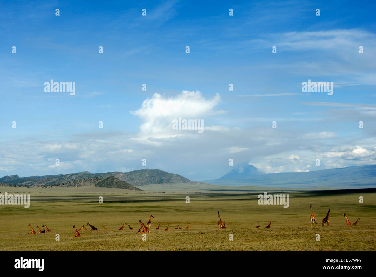 Ngorongoro Conservation Area, Sito Patrimonio Mondiale dell'UNESCO, Tanzania, Africa orientale, Africa Foto Stock