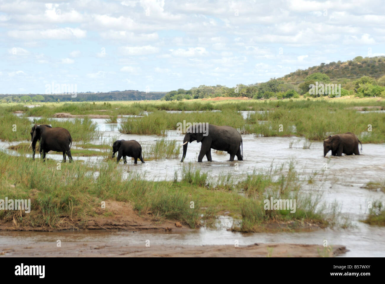 Gli elefanti nel fiume Oliphants, Kruger National Park, Sud Africa e Africa Foto Stock