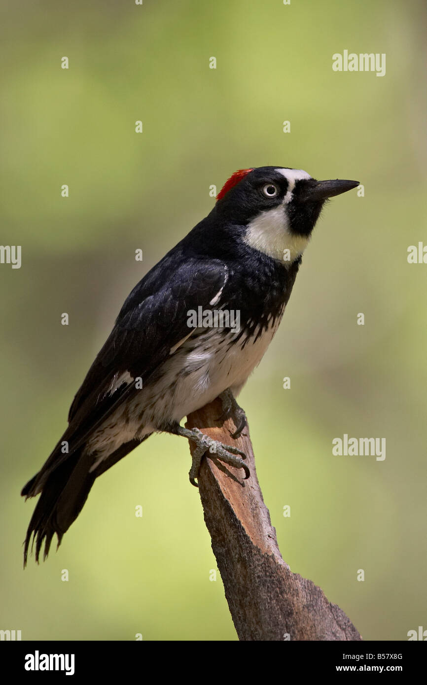 Femmina picchio ghianda (Melanerpes formicivorus), Chiricahua National Monument in Arizona, Stati Uniti d'America Foto Stock Femmina picchio ghianda (Melanerpes formicivorus), Chiricahua National Monument in Arizona, Stati Uniti d'America Foto Stock