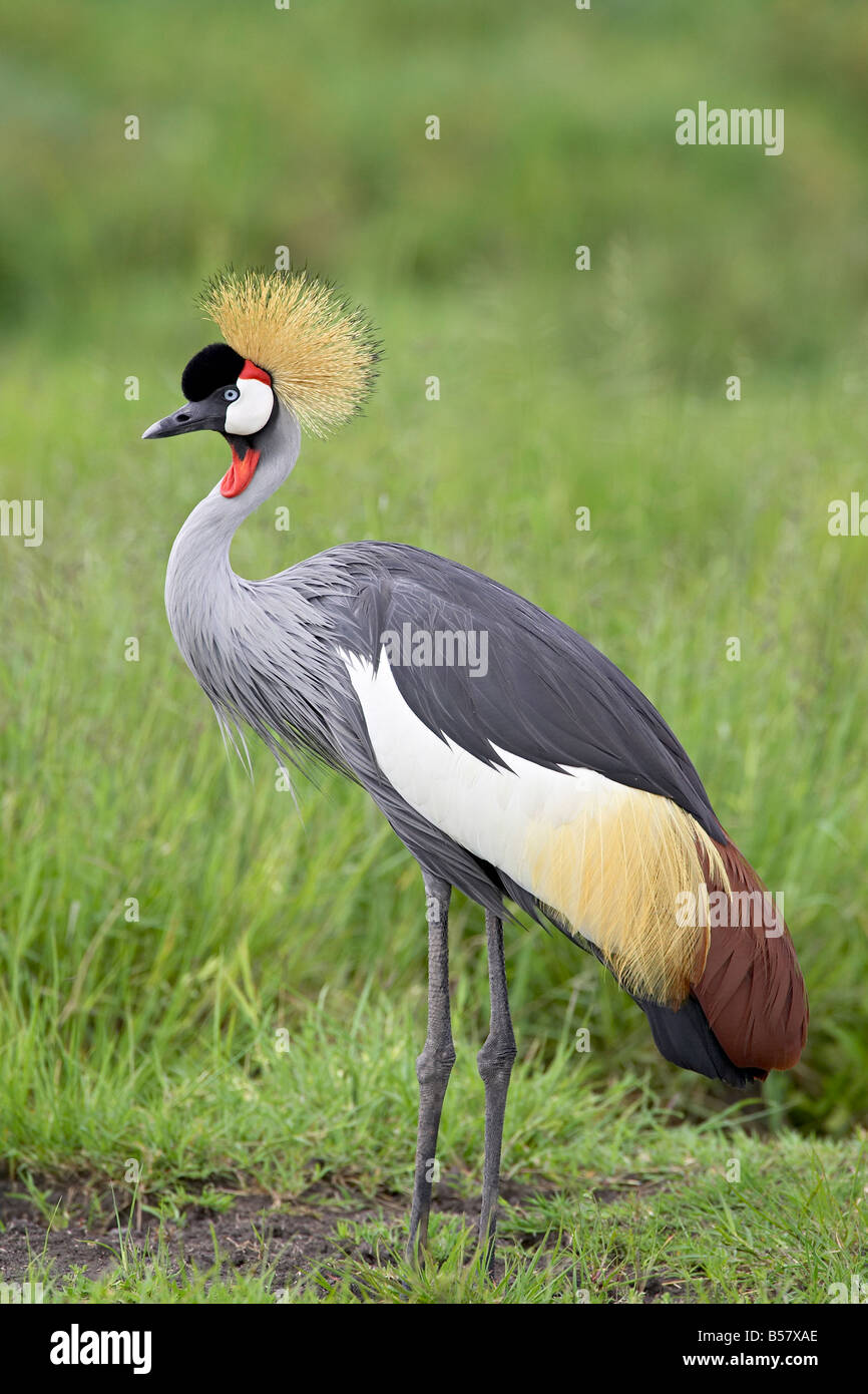 Grey Crowned Crane (Southern crowned crane) (Balearica regulorum), il Parco Nazionale del Serengeti, Tanzania, Africa orientale, Africa Foto Stock