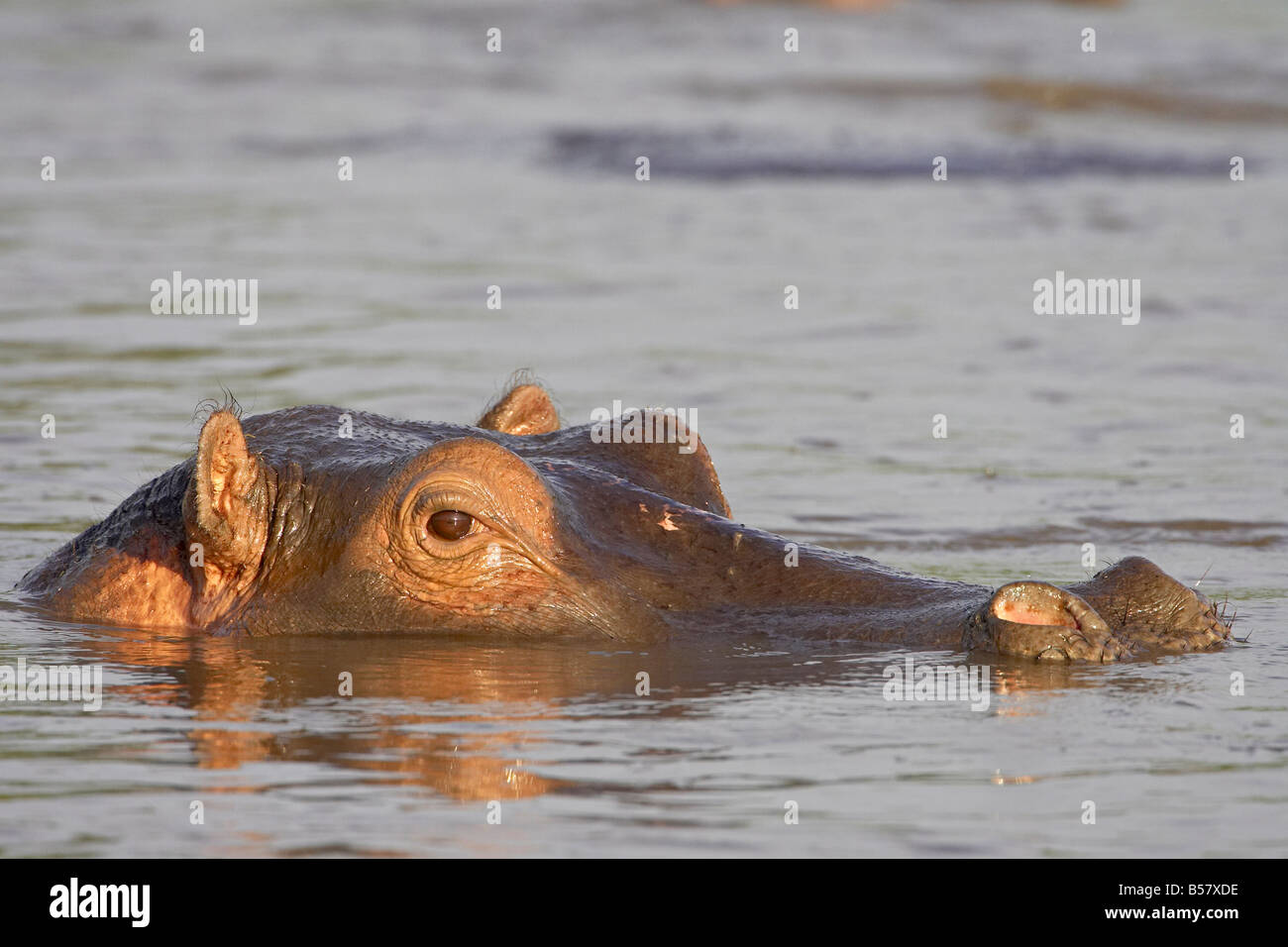 Ippopotamo (Hippopotamus amphibius), il Parco Nazionale del Serengeti, Tanzania, Africa orientale, Africa Foto Stock