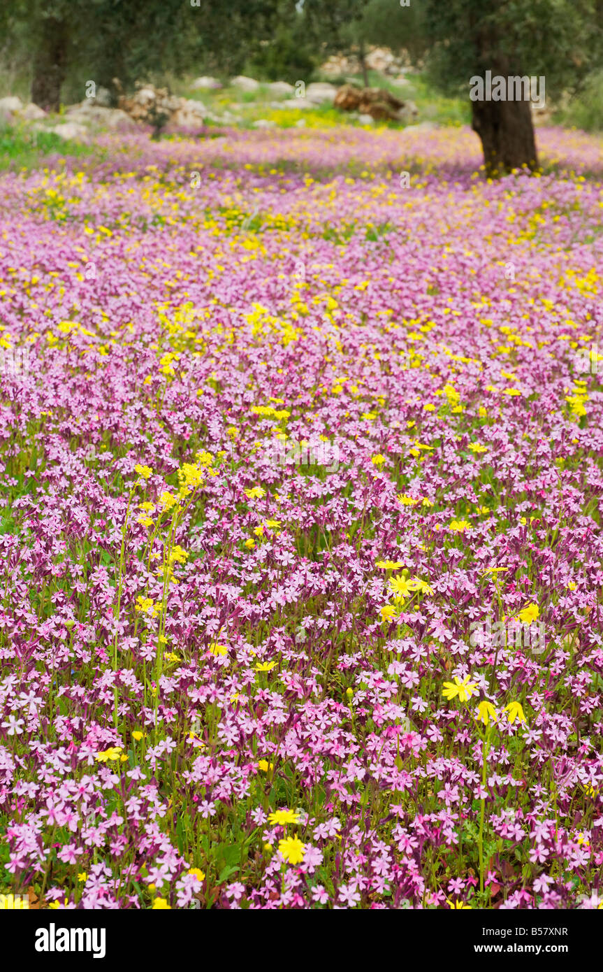 Fiori Selvatici, vicino Halawa, Giordania, Medio Oriente Foto Stock