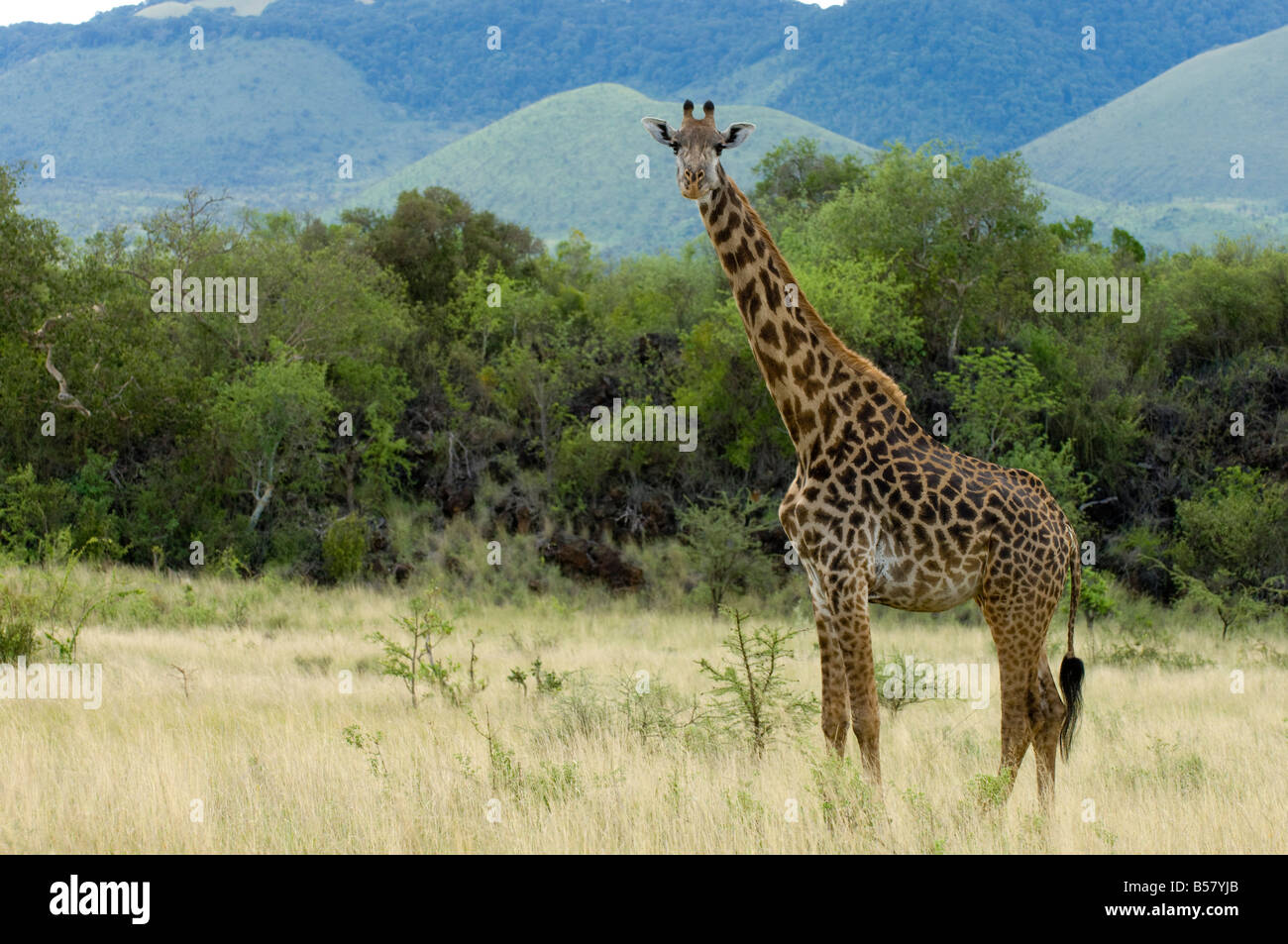 Masai giraffe, Tsavo West National Park, Kenya, Africa orientale, Africa Foto Stock
