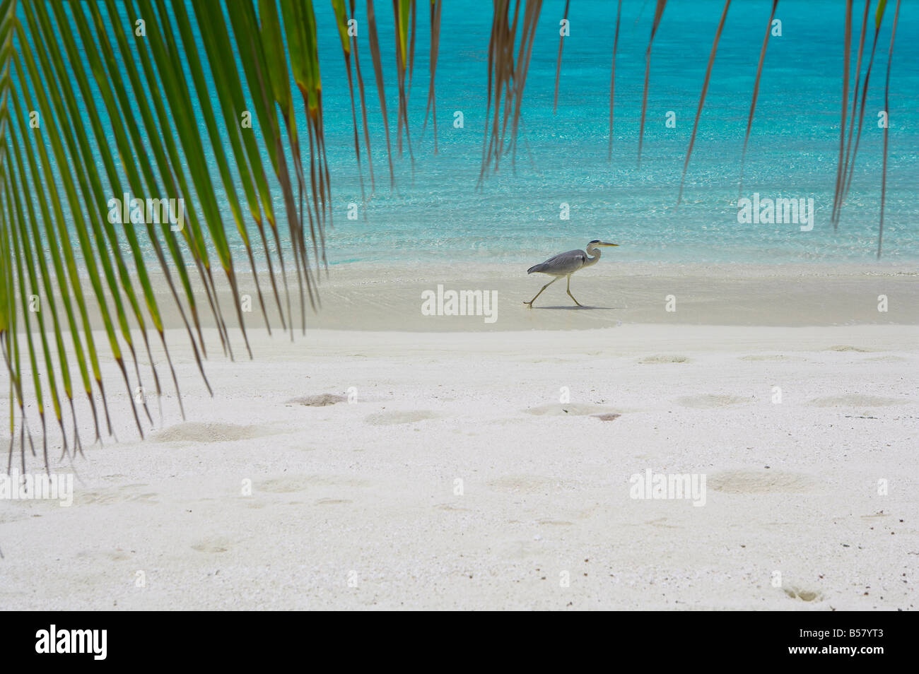 Heron wading lungo il bordo d'acqua sulla spiaggia tropicale, Maldive, Oceano Indiano, Asia Foto Stock