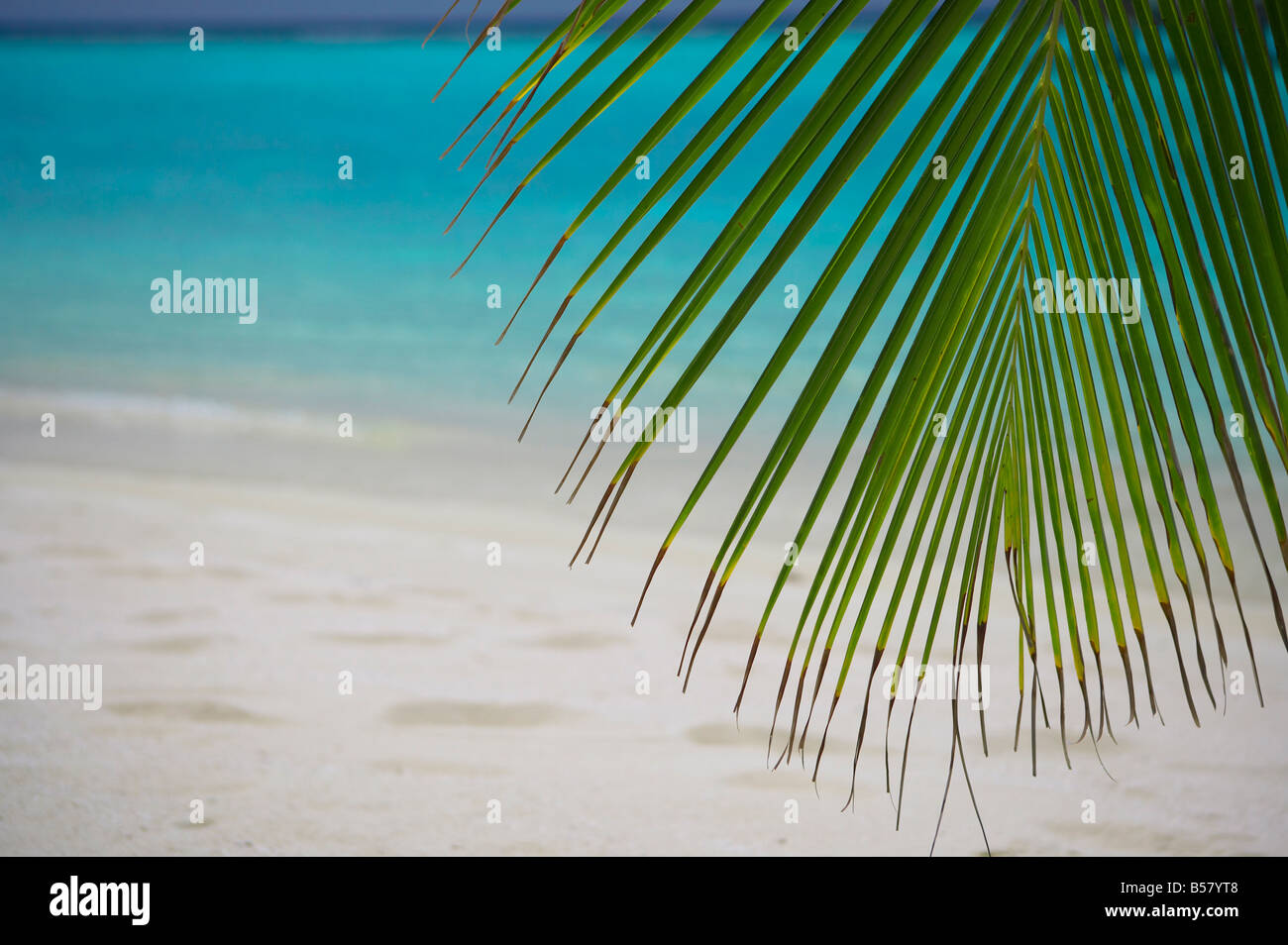 Palm tree foglia e spiaggia tropicale, Maldive, Oceano Indiano, Asia Foto Stock