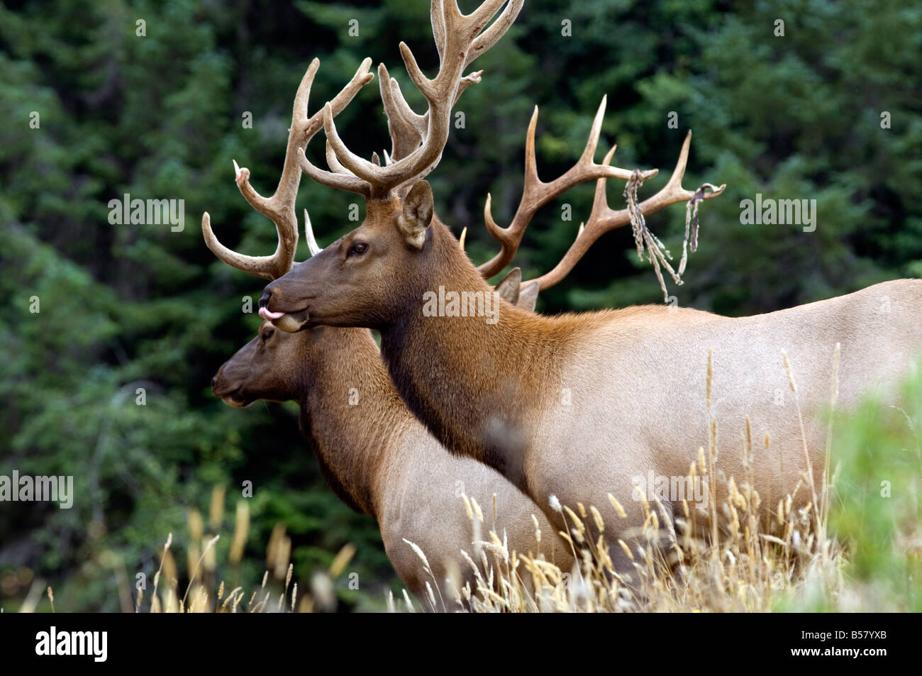 Roosevelt elk, Oregon, Stati Uniti d'America, America del Nord Foto Stock