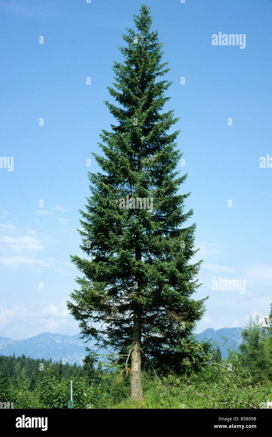 Comune di abete bianco (Abies alba), un esempio autoportante Foto Stock