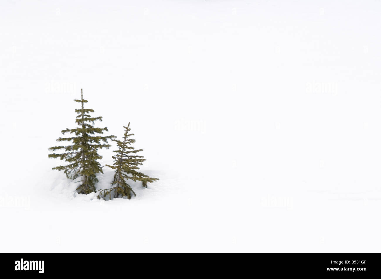 Natale scena esterna di neve e alberi di pino Foto Stock