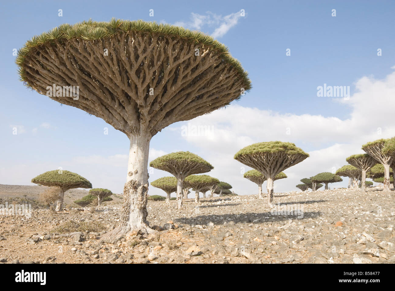 Dragon's sangue Tree (Dracaena cinnabari), endemico isola, Diksam Plateau, centrale isola di Socotra, Yemen, Medio Oriente Foto Stock