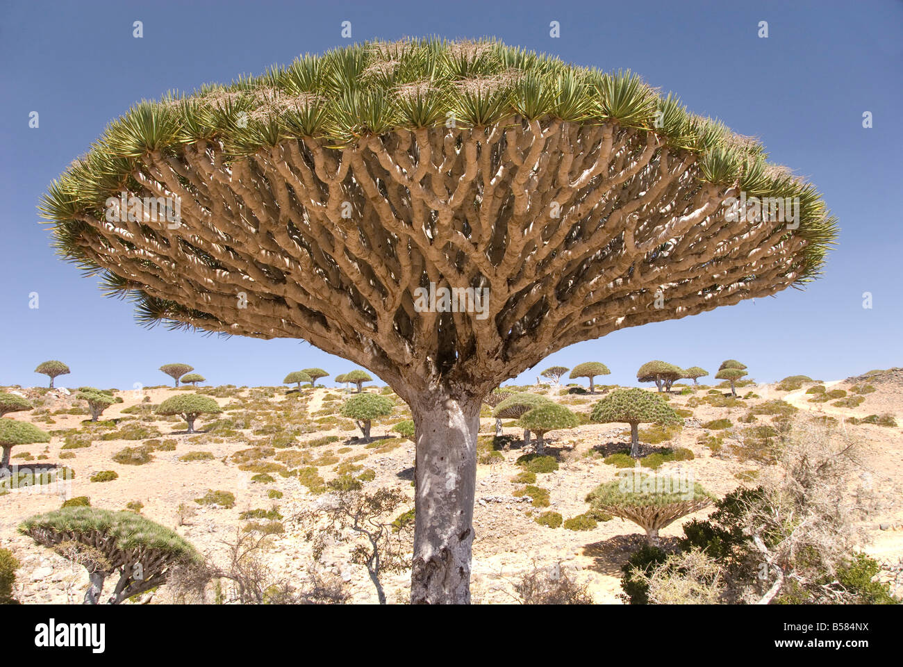 Dragon's sangue Tree (Dracaena cinnabari), endemico isola, Diksam Plateau, centrale isola di Socotra, Yemen, Medio Oriente Foto Stock