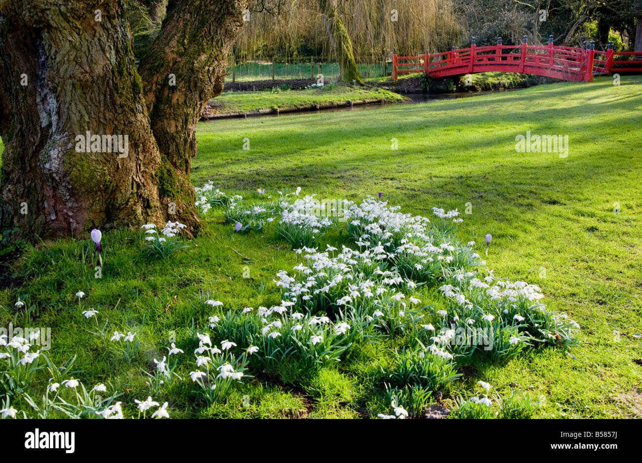 Bucaneve, Galanthus nivalis crescendo alla base di un albero nel prato di giardini Heale, Wiltshire, Inghilterra, Regno Unito. Foto Stock