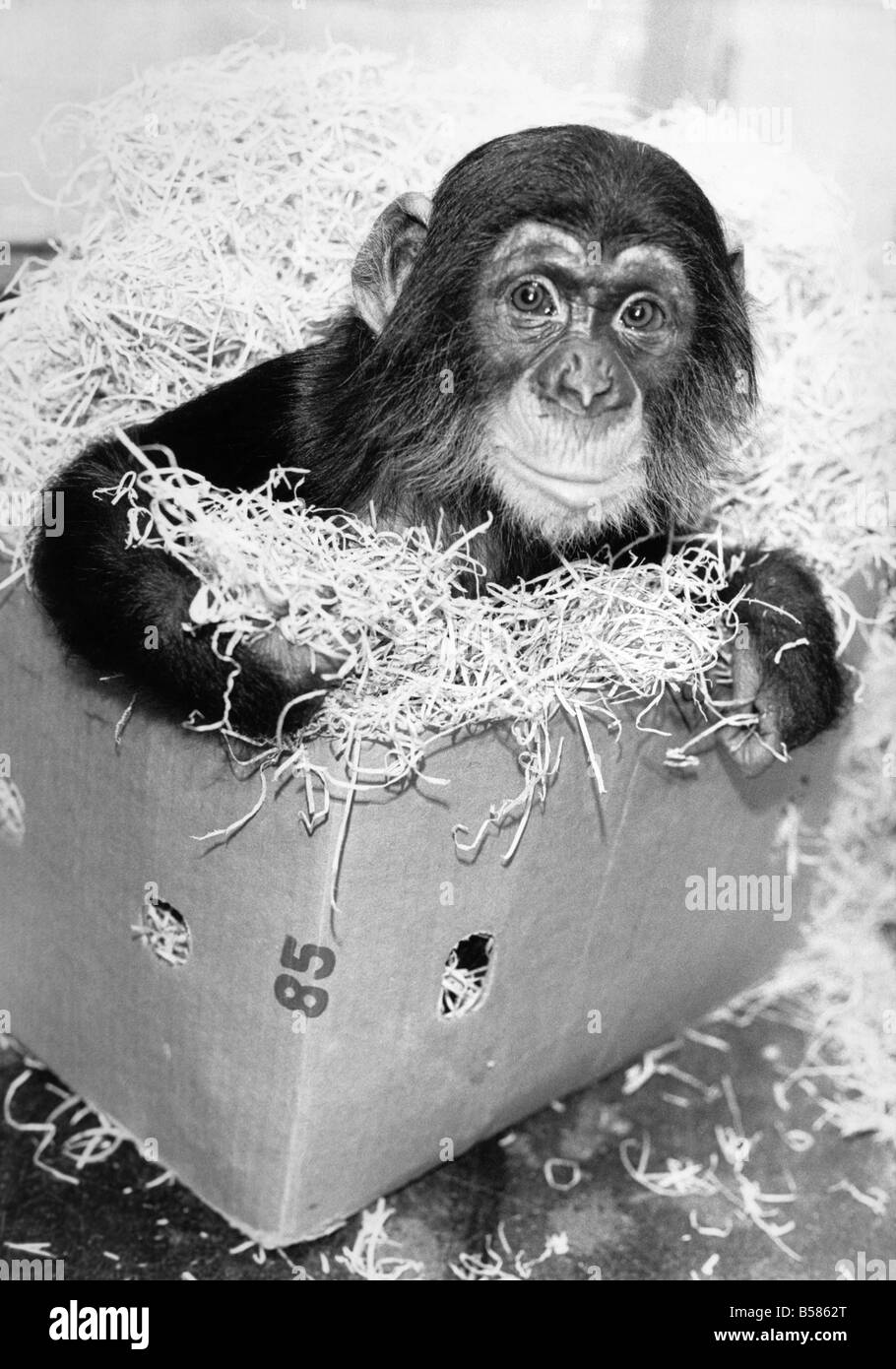 Baby chimp Victoria doesn?t credere in monkeying circa. Né lei ape le buffonate di altri animali di zoo di Londra. Nov. 1985 Foto Stock