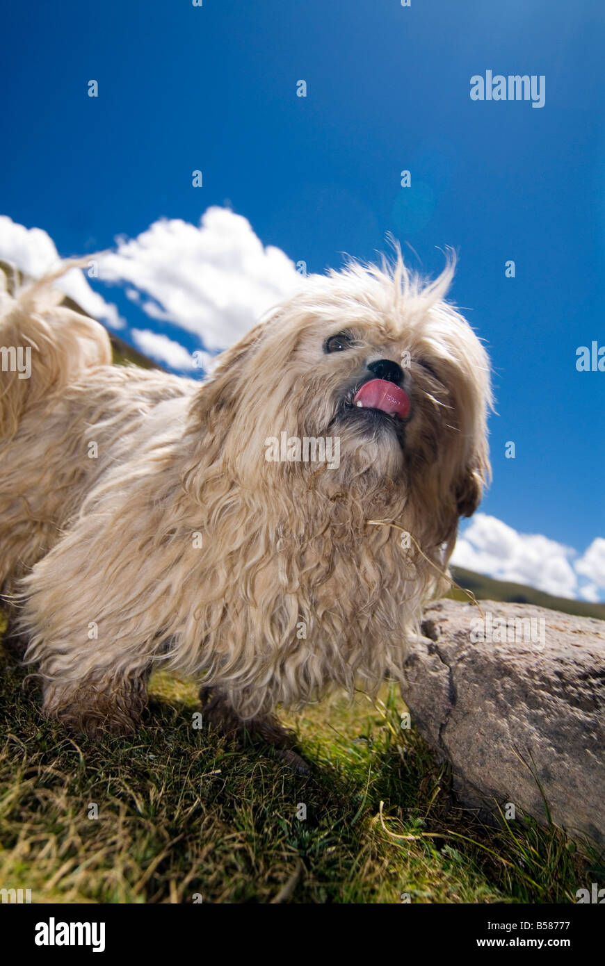 Tibetan Terrier, vicino Yushu, Qinghai, Cina e Asia Foto Stock