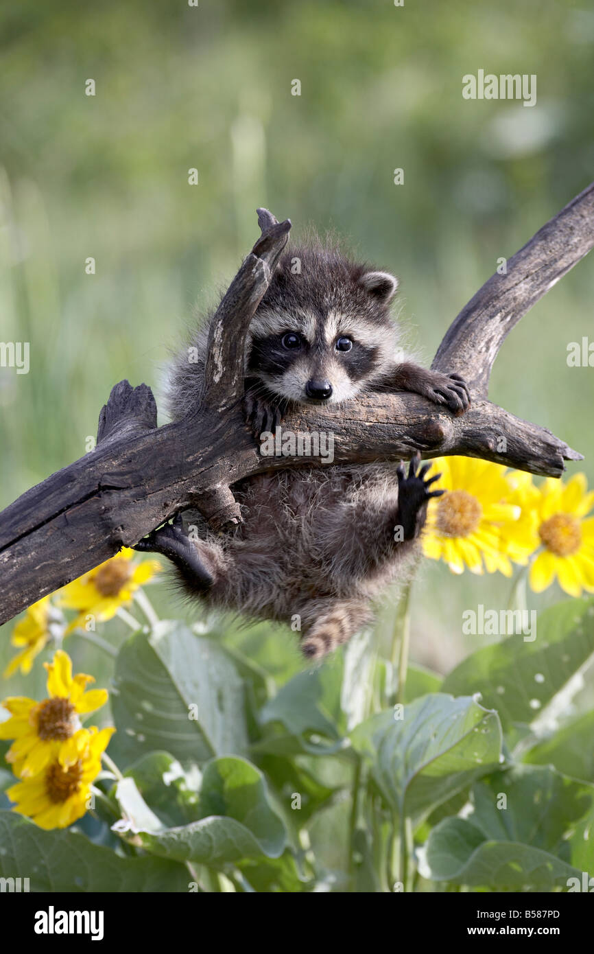 Captive baby raccoon (Procione lotor), animali di Montana, Bozeman, Montana, Stati Uniti d'America, America del Nord Foto Stock