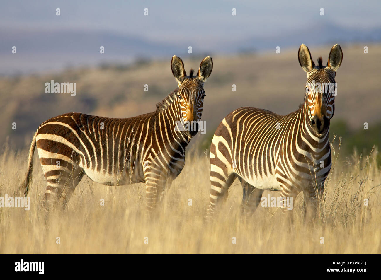 Cape Mountain zebra (Equus zebra zebra), Mountain Zebra National Park, Sud Africa e Africa Foto Stock