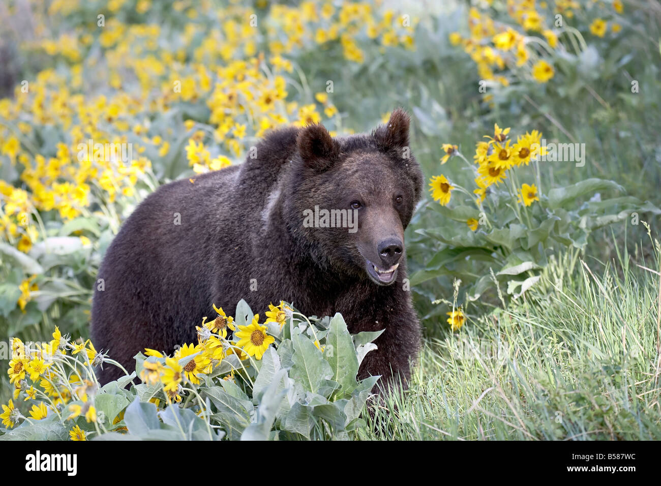 Giovani orso grizzly, un anno e mezzo di età, in cattività, tra arrowleaf balsam root, Bozeman, Montana Foto Stock