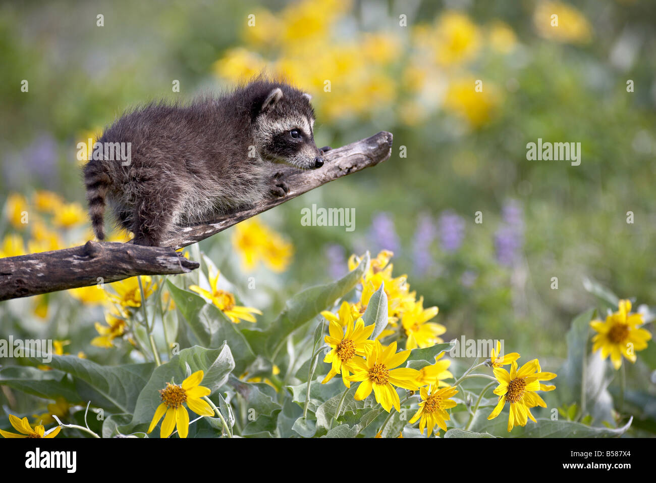 Baby raccoon (Procione lotor) in cattività, gli animali del Montana, Bozeman, Montana, Stati Uniti d'America, America del Nord Foto Stock