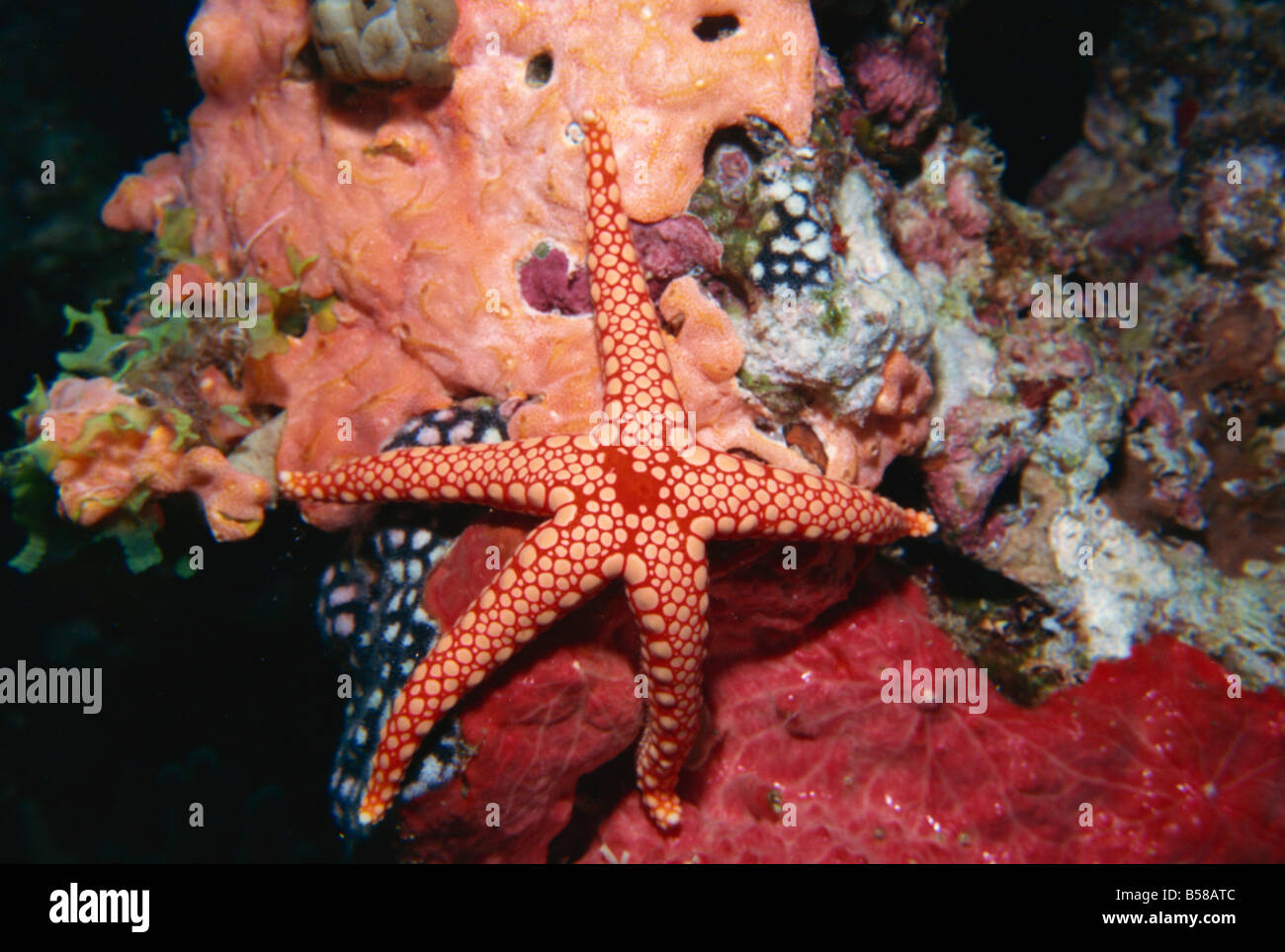 Stella di mare e coralli molli Hurgada Mar Rosso in Egitto il Nord Africa Africa Foto Stock