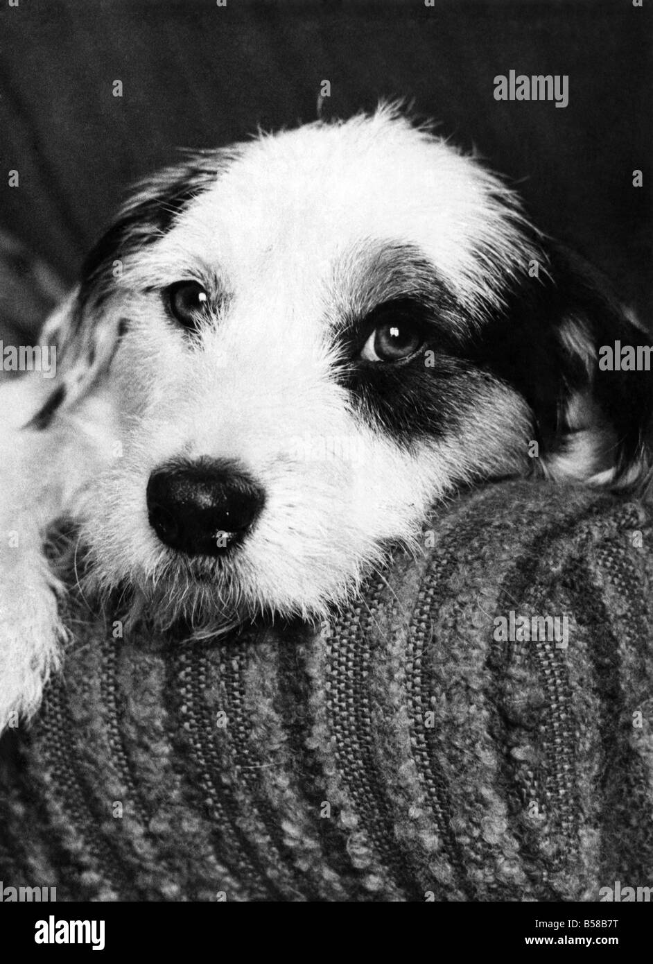 Vaganti che diventare una star - Un anno fa il terrier di nome Bobby era solo un altro down-and-out cane. Ma ora che egli sta vivendo la vita buona. E sta andando essere una star televisiva. Bobby usato per essere una fame randagio. Egli viveva sotto un auto abbandonate in un vicolo del paese e il suo cappotto era coperta di olio. Quindi egli è stato scoperto da massaia Brenda Berryman. Lei lo ha portato a casa, gli diede un bagno, trattata anche lui e lui aveva curato. In corrispondenza di un addestramento del cane scuola, Bobby appreso come ci si aspettava di comportarsi. E a un'audizione, egli fu scelto da una line-up di tredici cani a comparire in una serie di spot TV Foto Stock