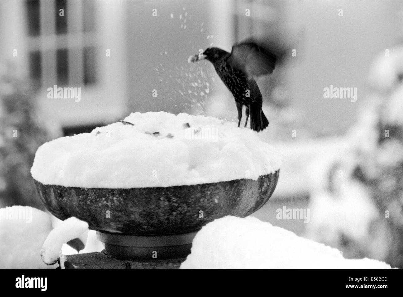 Con oltre tre centimetri di neve che ricopre la parte superiore della vaschetta bird table-dare l'apparenza di una torta ghiacciata. Questo era ancora Foto Stock