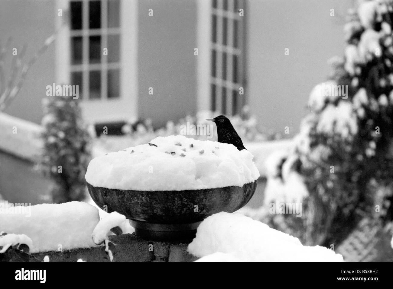 Con oltre tre centimetri di neve che ricopre la parte superiore della vaschetta bird table-dare l'apparenza di una torta ghiacciata. Questo era ancora Foto Stock