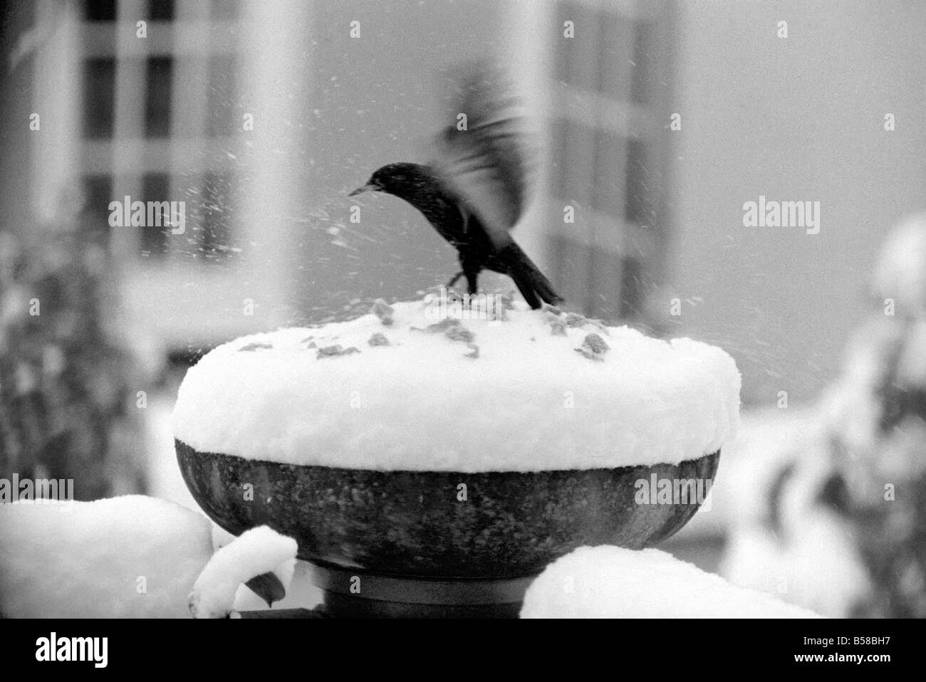 Con oltre tre centimetri di neve che ricopre la parte superiore della vaschetta bird table-dare l'apparenza di una torta ghiacciata. Questo era ancora Foto Stock