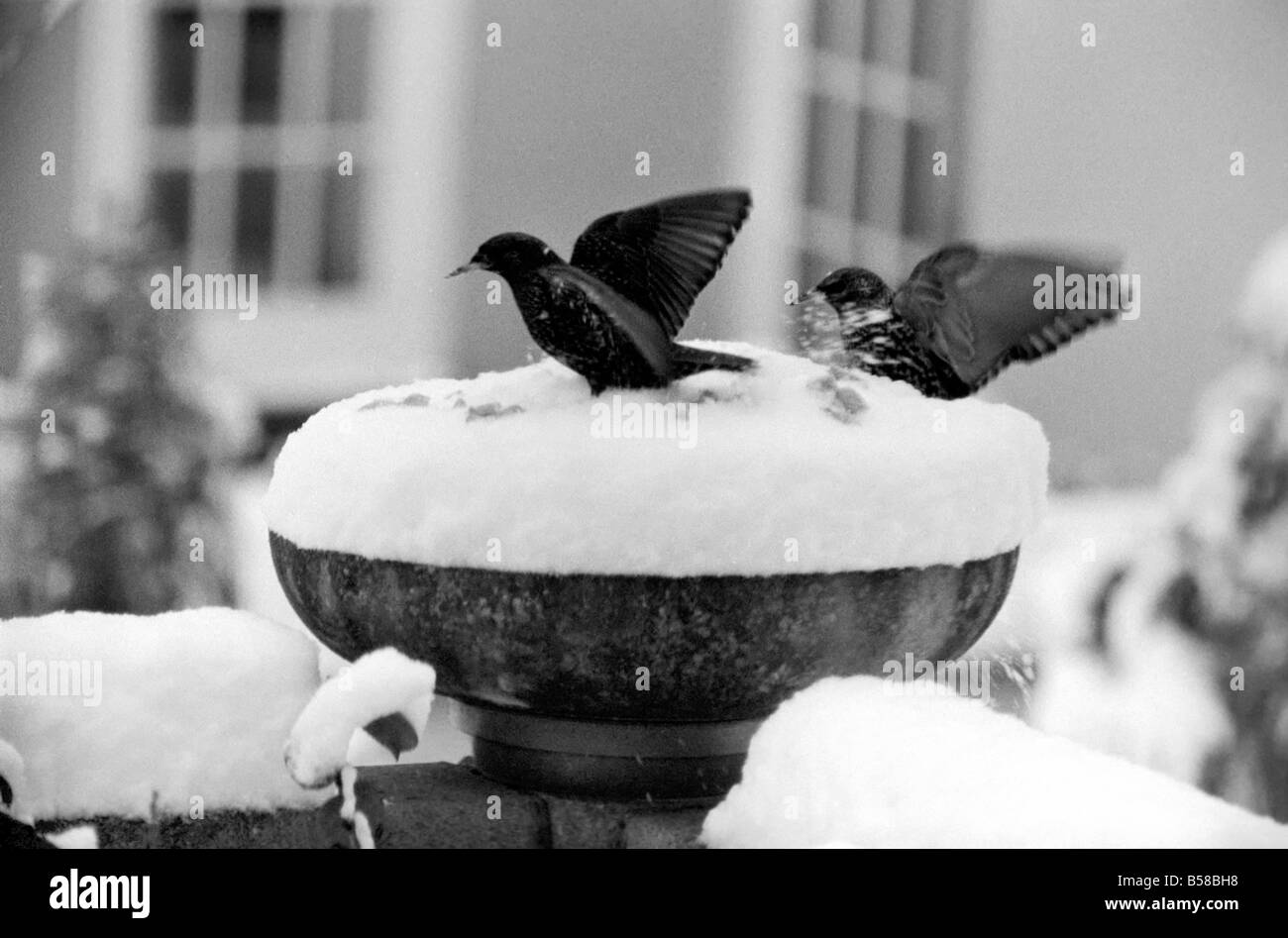 Con oltre tre centimetri di neve che ricopre la parte superiore della vaschetta bird table-dare l'apparenza di una torta ghiacciata. Questo era ancora Foto Stock