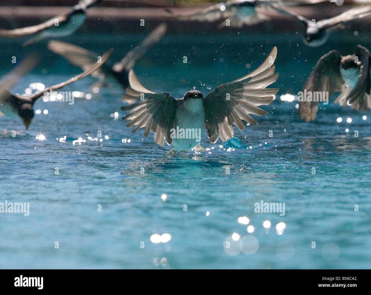 Una migrazione di gregge di rondini acorss sfiora la superficie di una piscina e assume una bevanda di acqua Foto Stock