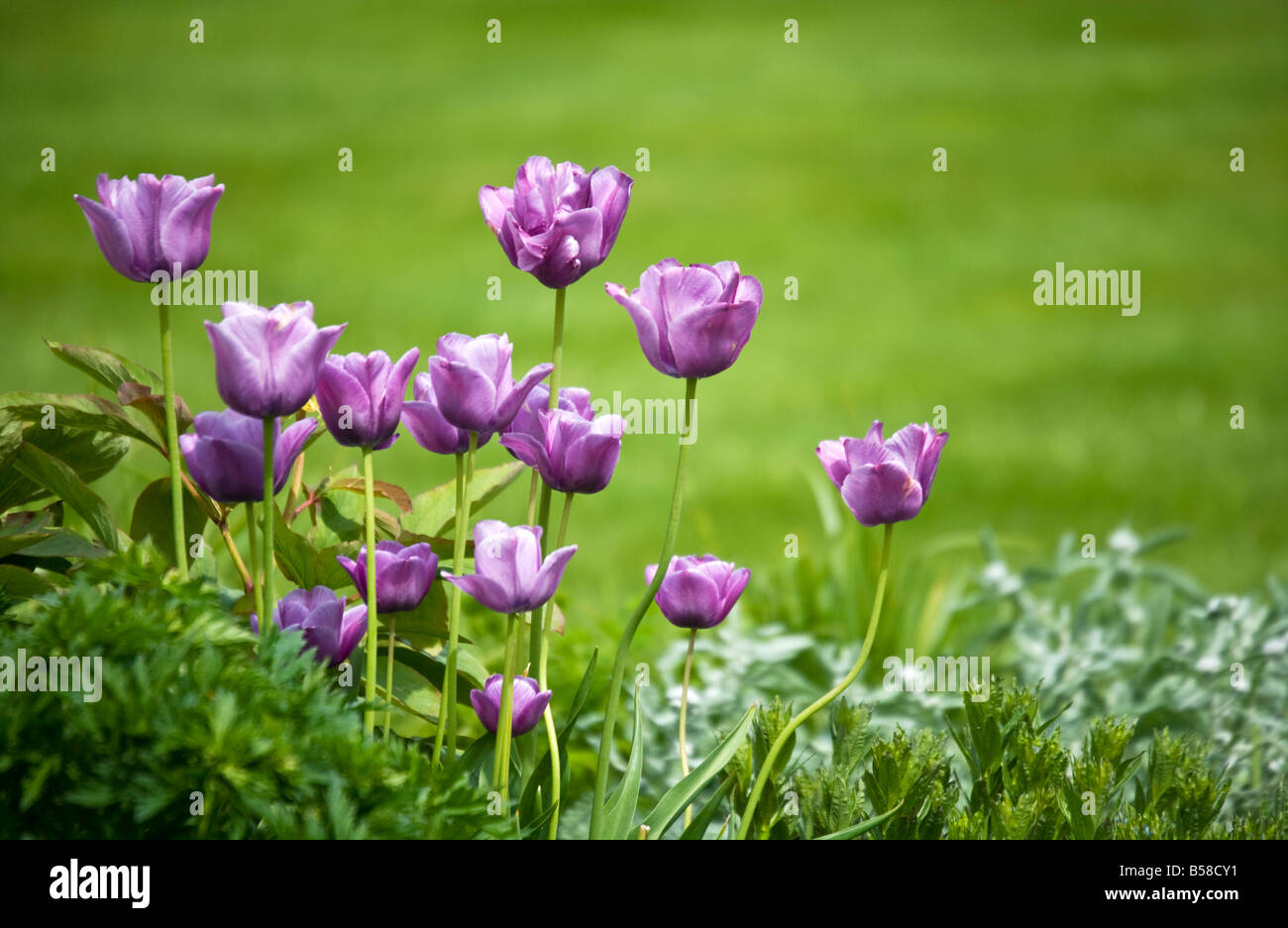 Tulipani viola che cresce in un letto di fiori contro lo sfondo verde del prato. Foto Stock
