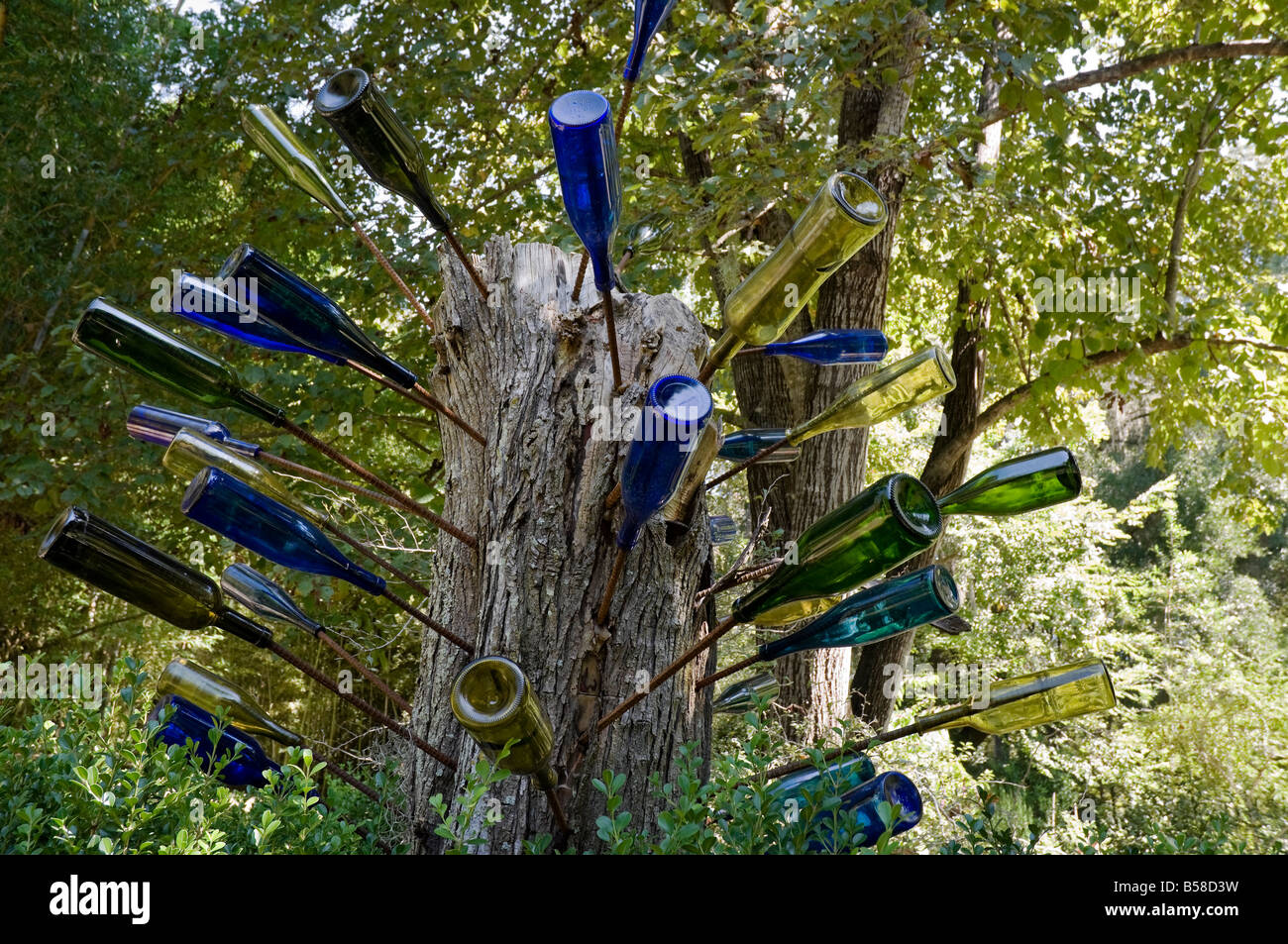 Bottiglia africana albero a Kanapaha Botanical Gardens Gainesville Florida Foto Stock