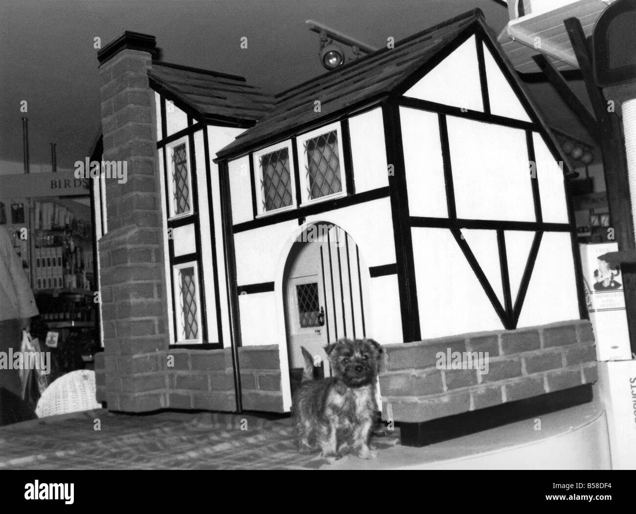 Mutt's Mansion..per un cane che ama lo stile, ecco questa casa ideale - un finto Tudor canile di lusso. Dicembre 1988 P006053 Foto Stock