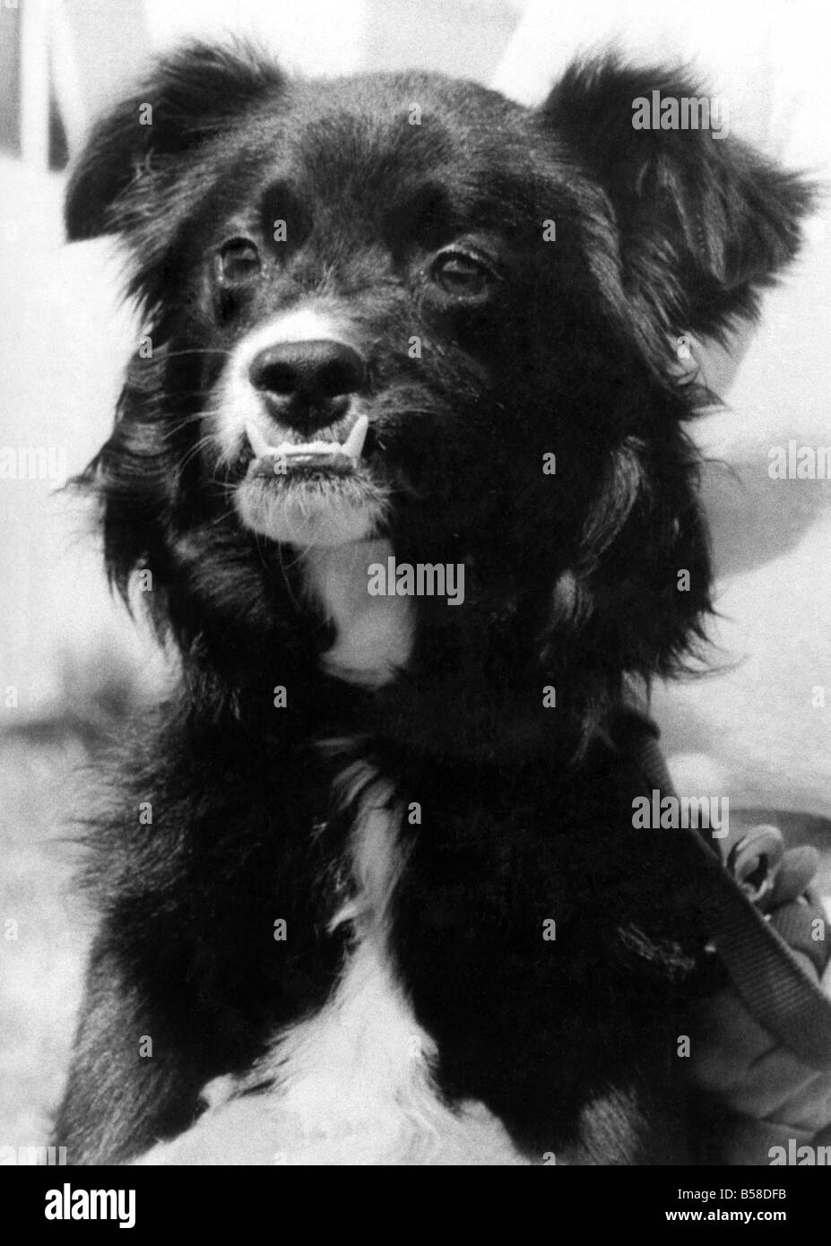 Il brutto orfano: Bert il mongrel trova la sua faccia è la sua disgrazia. Egli è luminosa e accogliente - e così brutto che nessuno vuole lui. Bert inferiore del bastone di denti fuori perché la sua mascella inferiore è troppo grande. Pippo è uno dei suoi soprannomi kinder. Alcuni lo chiamano Dracula. Ma nessuno che visita la RSPCA home a Hatch Beachamp, Sommerset, ha deciso di chiamare due-anno-vecchio Bert proprie. Supervisor Sarah Jones ha detto a casa vicino a Taunton: "è abbastanza inusuale per vedere un cane cercando per quanto strano e non tendono a mettere fuori le persone Foto Stock