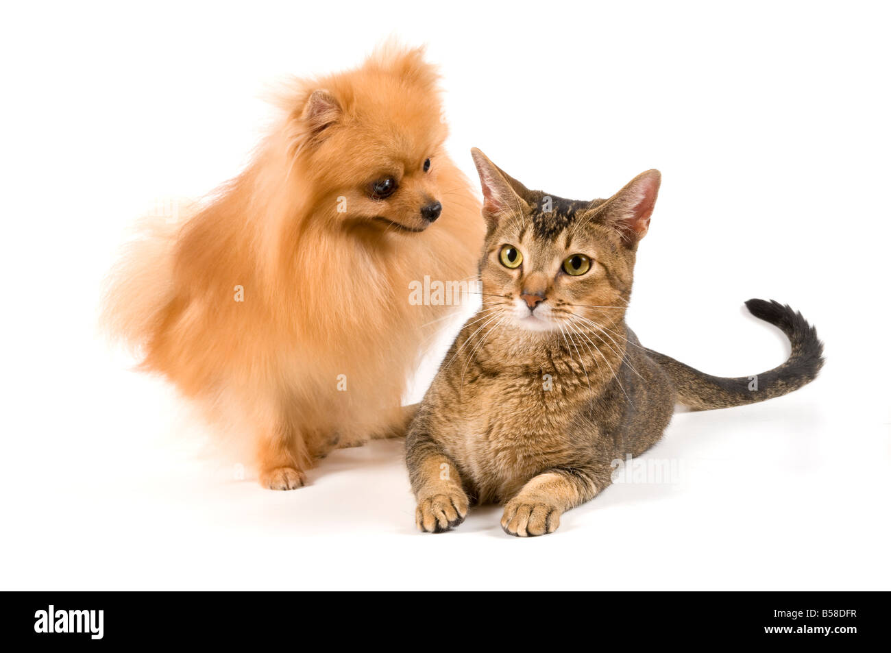La spitz cane e gatto Foto Stock