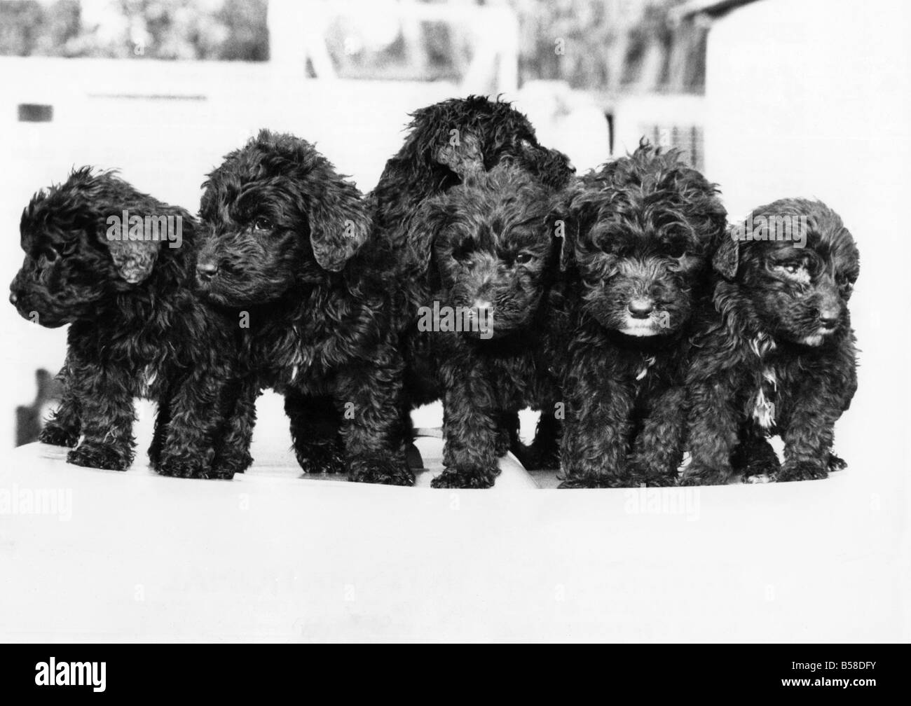 Cucciolata di strada: i sei cuccioli lasciati a morire in una soffocante sacchetto di plastica. Dicembre 1983 P006165 Foto Stock