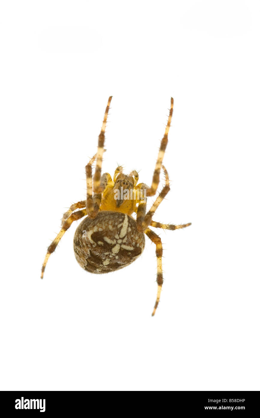 Croce Spider (Araneus diadematus) seduto sul web con uno sfondo bianco. Foto Stock