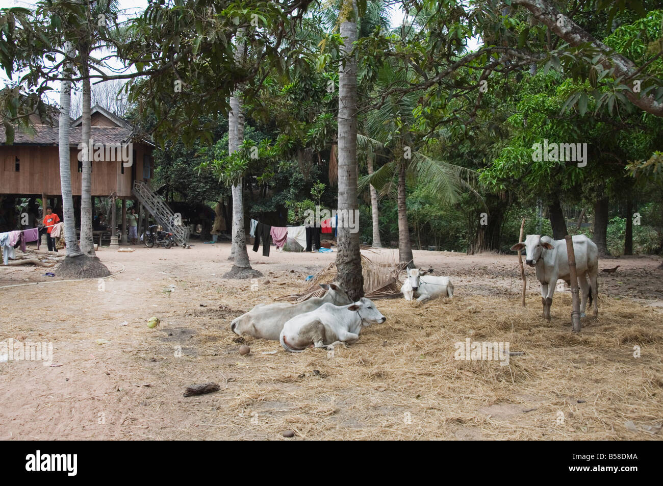 La vita del villaggio, Cambogia, Indocina, sud-est asiatico Foto Stock
