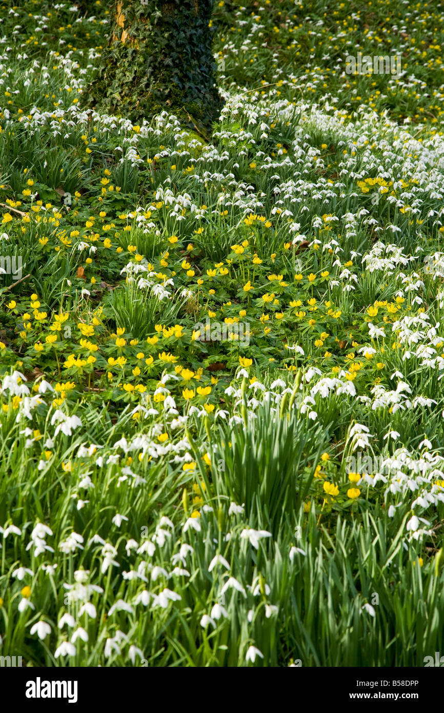 Snowdrop, Galanthus nivalis, e l'inverno aconitum, Eranthis hyemalis cresce nei boschi a Heale giardini, Wiltshire, Inghilterra, Regno Unito Foto Stock