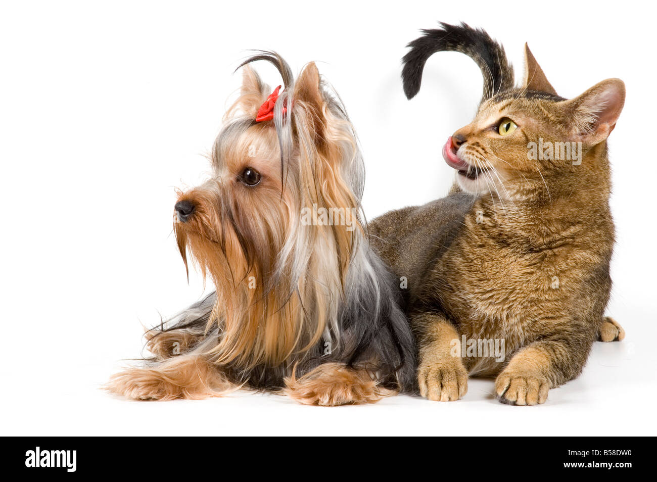 Il terrier e gatto in studio Foto Stock