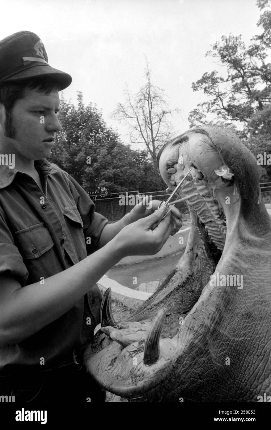 Hippo a Chessington Zoo: ben il Chessington Zoo ippopotamo che pesa circa 1 tonnellata visto qui hanno un sacchetto di plastice rimosso dai suoi denti Foto Stock