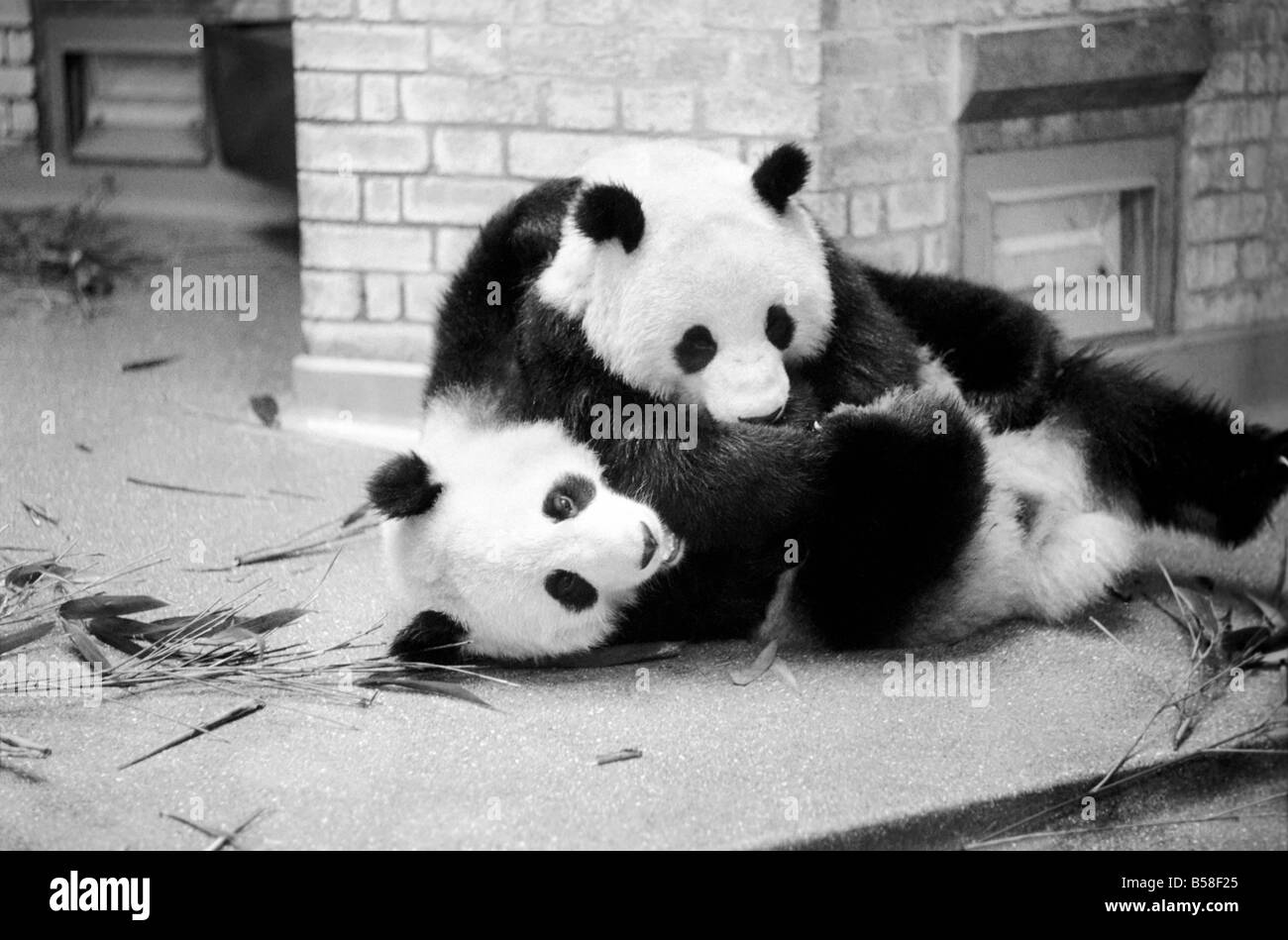 Porta: Cute: Panda's: Ching-Ching e Chia-Chia gracidare presso lo Zoo di Londra. Marzo 1975 75-01575-009 Foto Stock