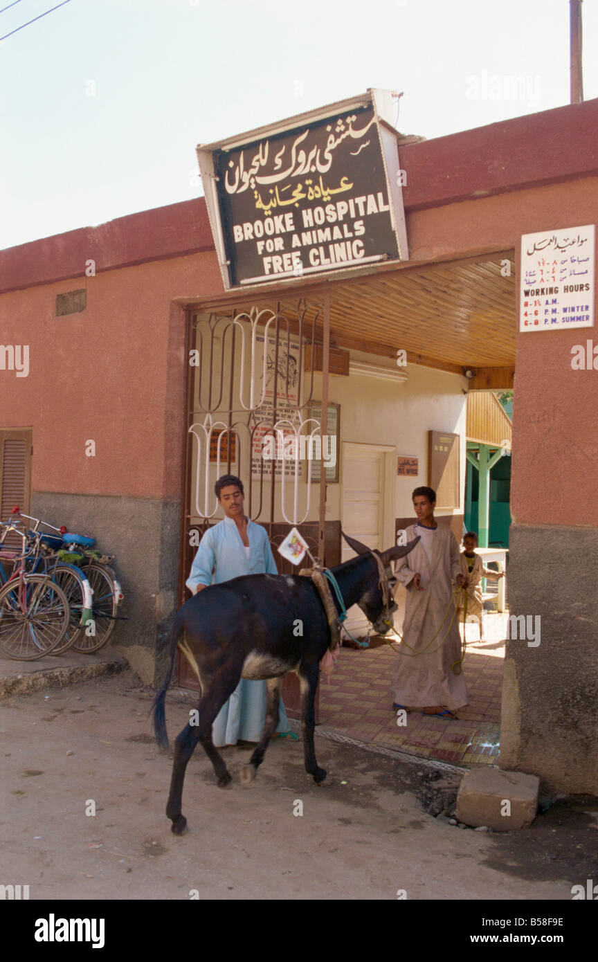 Il Brooke clinica, dove tutto il trattamento per gli animali è libera Luxor Egitto Nord Africa Africa Foto Stock