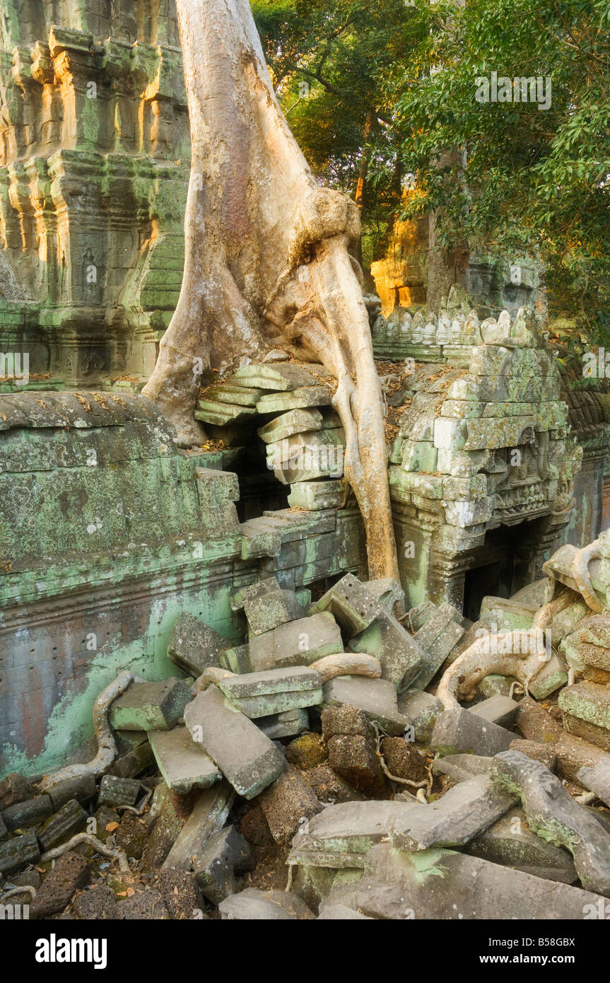 Ta Prohm tempio di Angkor, Sito Patrimonio Mondiale dell'UNESCO, Siem Reap, Cambogia, Indocina, sud-est asiatico Foto Stock