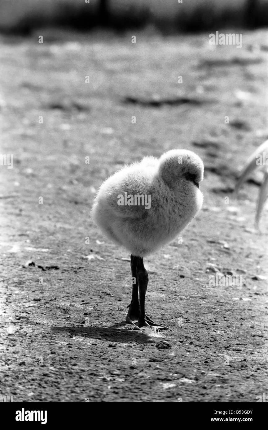 Freddie il Flamingo: un po' di palla di lanugine, un vero rompicapo. Mentre la mamma è andato alla ricerca di cibo o preening se stessa, giovane Freddie un bambino di ma a pochi giorni appena nascosto se stesso in una sfera come un soffio di polvere. Egli è un giovanissimo flamingo nato a Whipsnade Zoo. Le sue piume sono davvero come un gomitolo di lana e certamente egli era un po' una, puzzle per i visitatori. Agosto 1977 77-04312-003 Foto Stock