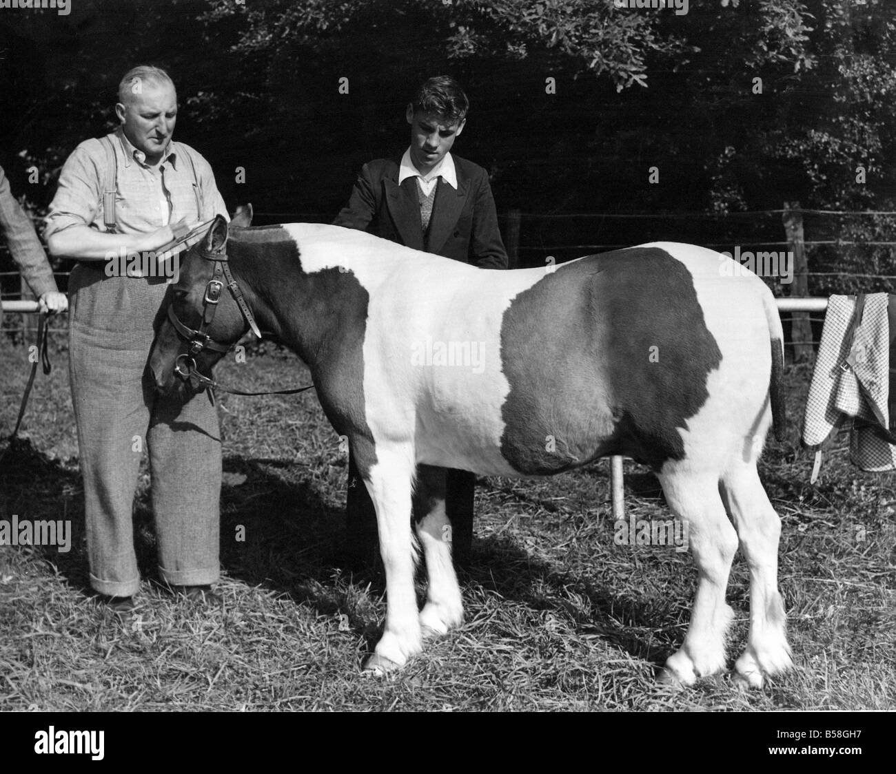 Paolo pezzati pit pony ottiene un lavaggio e spazzola fino dal signor L Downie e signor W Hallam prima di affrontare i giudici alla contea di Durham spettacolo agricolo in Lambton Park Chester le street Foto Stock Paolo pezzati pit pony ottiene un lavaggio e spazzola fino dal signor L Downie e signor W Hallam prima di affrontare i giudici alla contea di Durham spettacolo agricolo in Lambton Park Chester le street Foto Stock